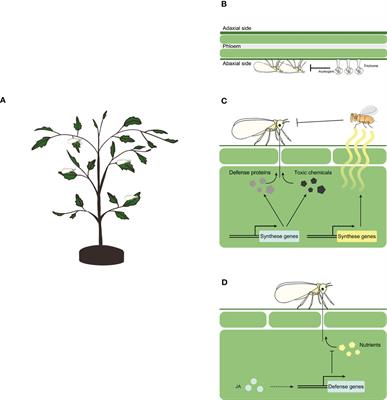 Plant resistance against whitefly and its engineering